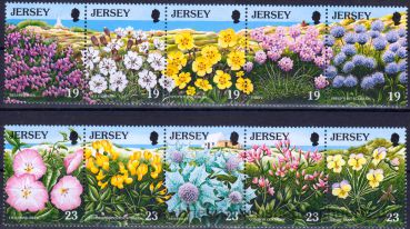 Jersey, 702-11 ZD **