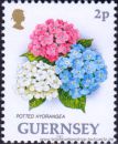 Guernsey, 599 A **